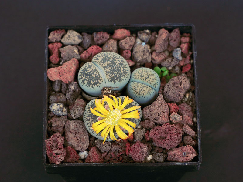 Lithops lesliei subsp burchellii C308